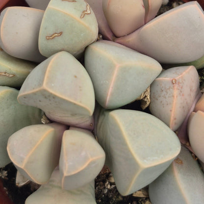 Split Rock Cactus
