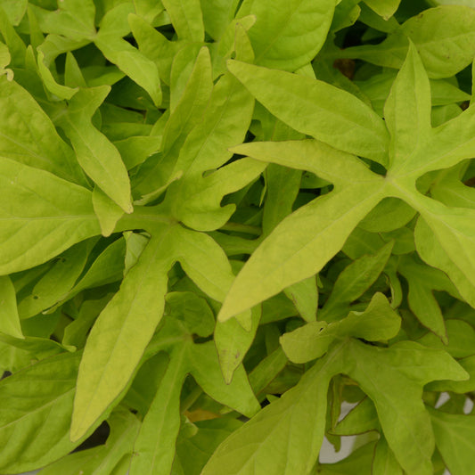 Ipomoea 'Spotlight™'
