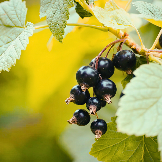 Blackcurrant 'Titania'