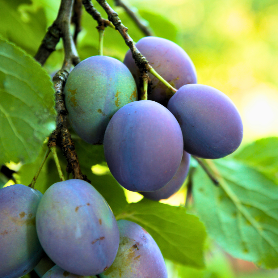Plum 'Blue Damson'