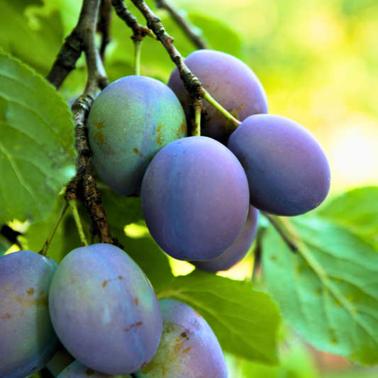 Plum 'Blue Damson'