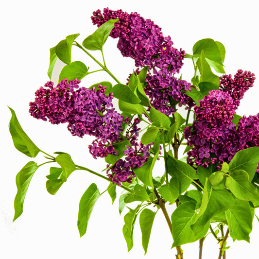 Lilac 'Monge'
