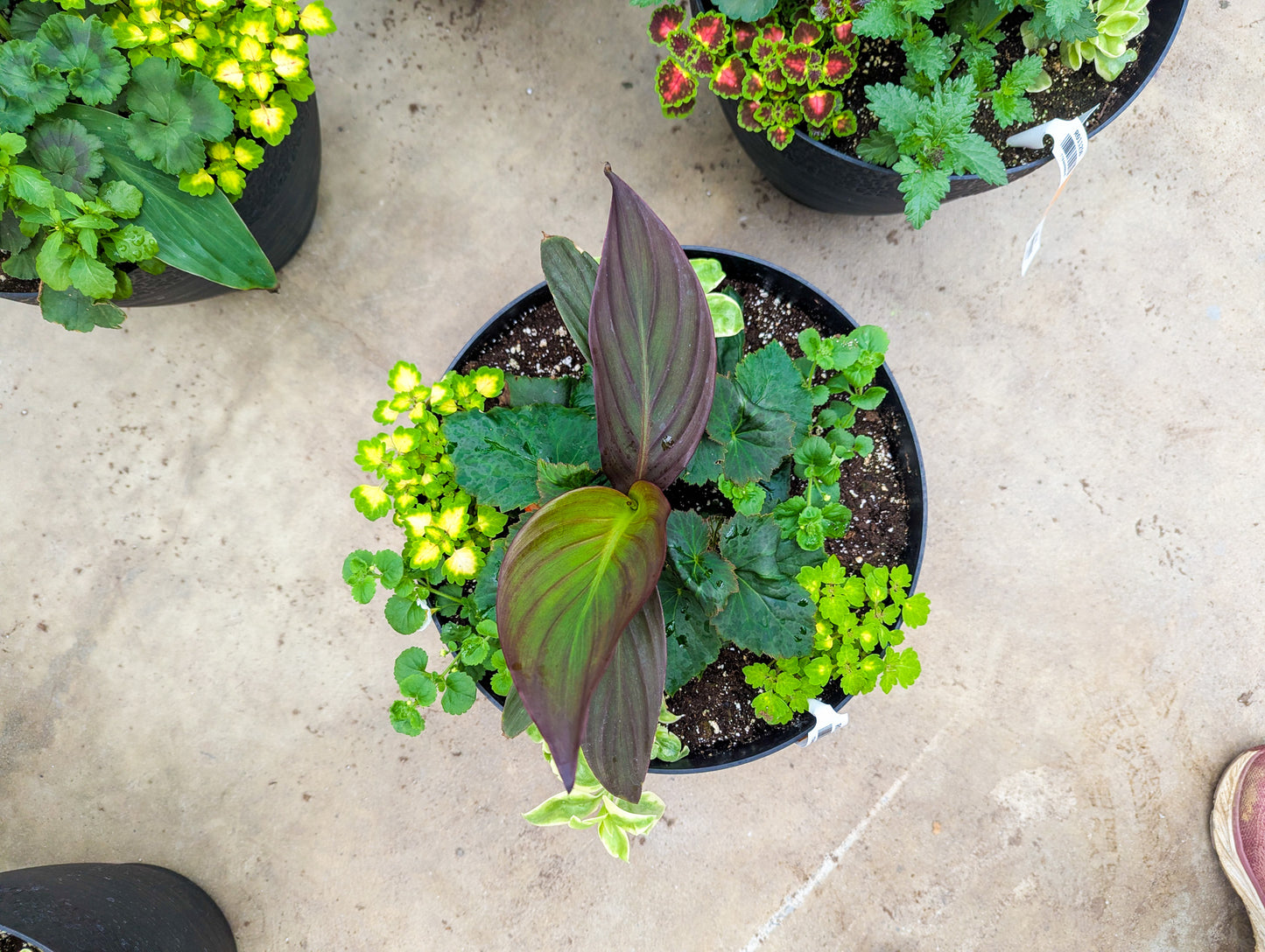 Spring Planters