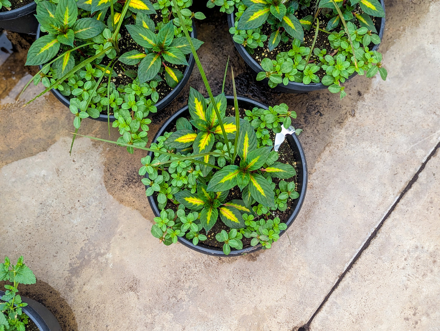 Spring Planters