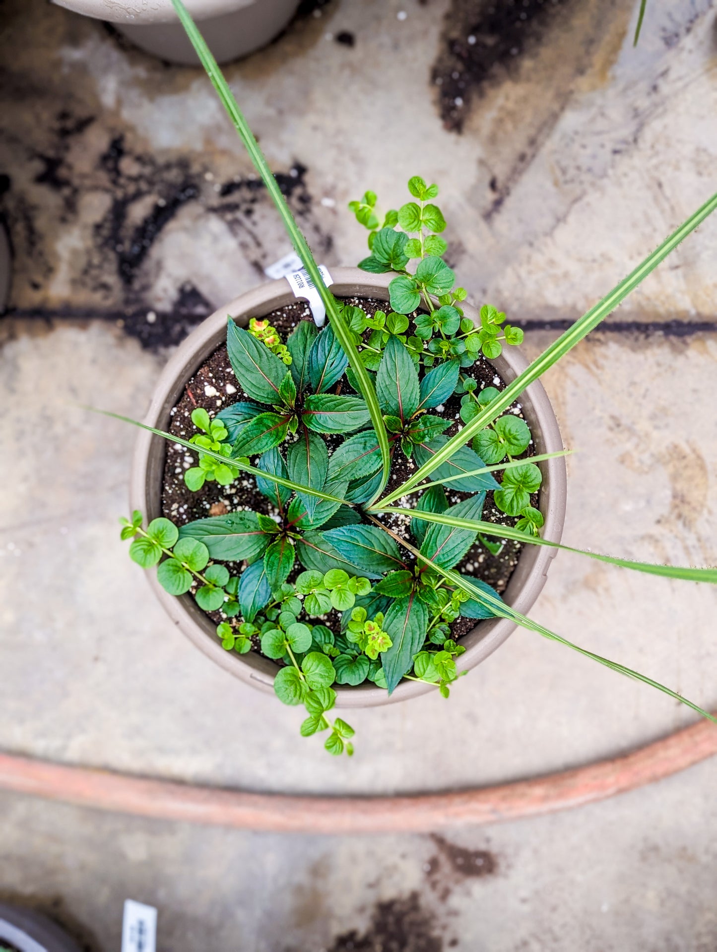 Spring Planters