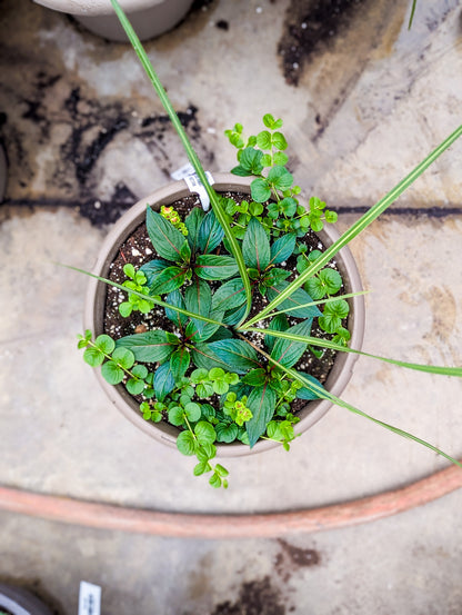 Spring Planters