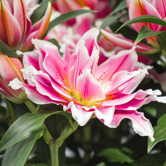 Double Oriental Lily (Roselily®) Series