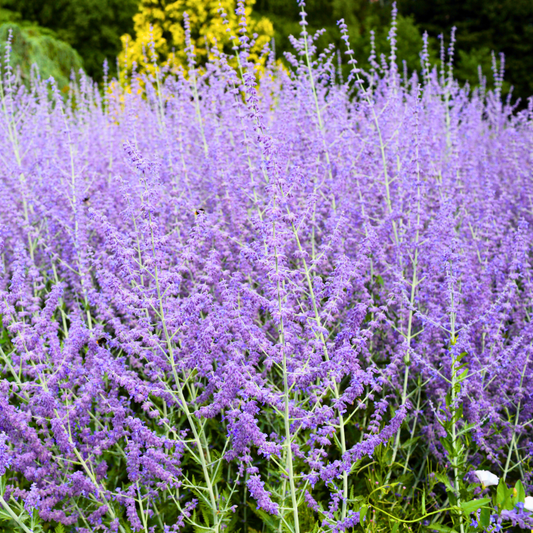 Russian Sage ‘Jelena’