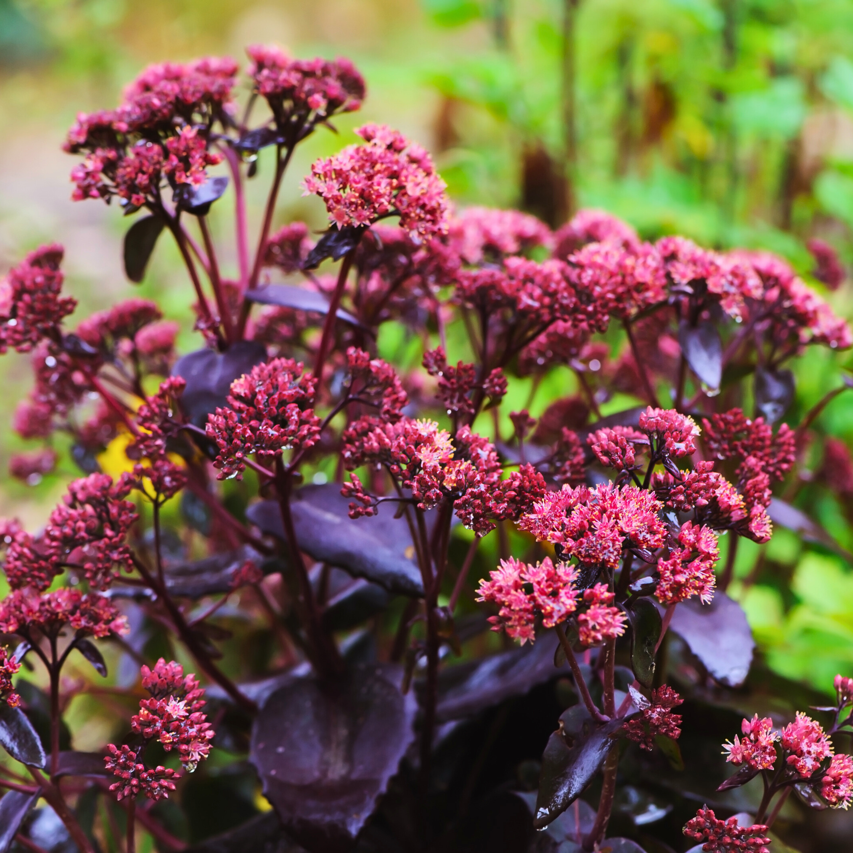 Stonecrop 'Purple Emperor'