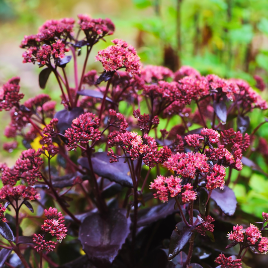Stonecrop 'Purple Emperor'