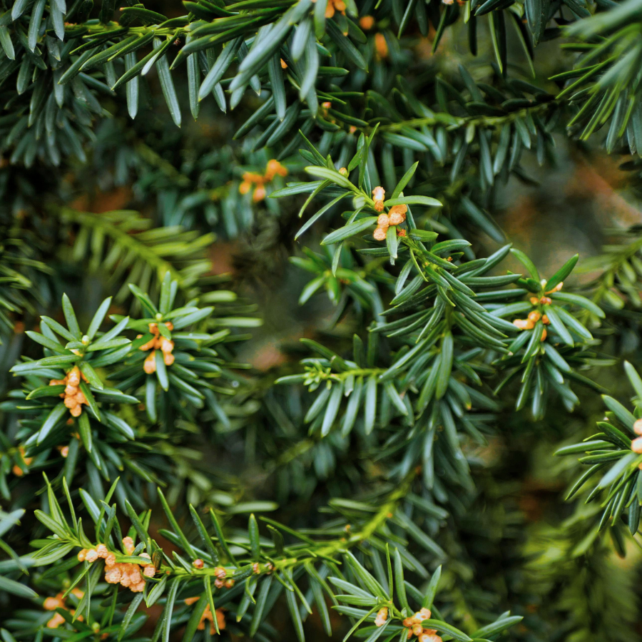 Fruit Profile