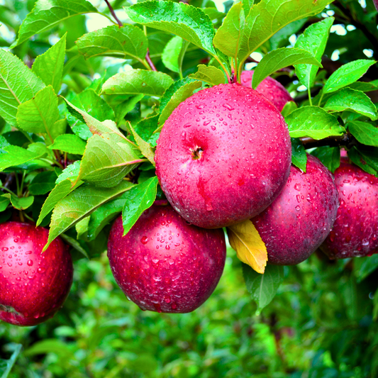 Apple 'Redfree'