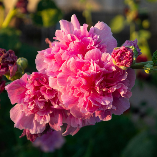 Hollyhock Chater Double