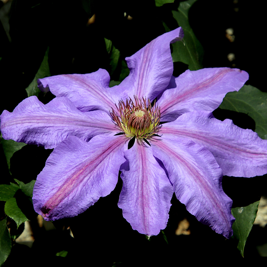 Clematis 'Boulevard®' Series