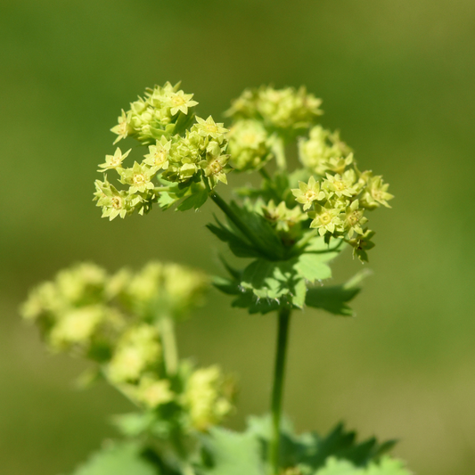 Lady's Mantle 'Thriller'