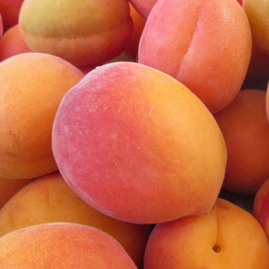 Apricot ‘Harogem’