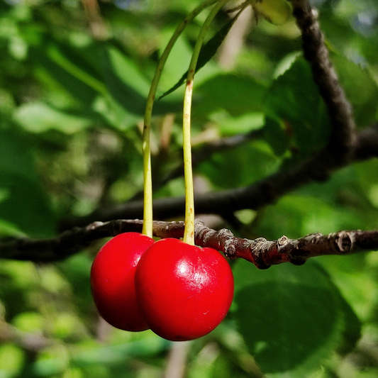 Cherry 'Crimson Passion'