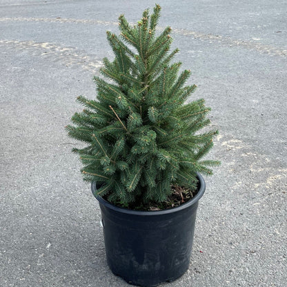 Spruce 'White'