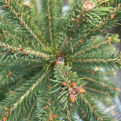Spruce 'White'