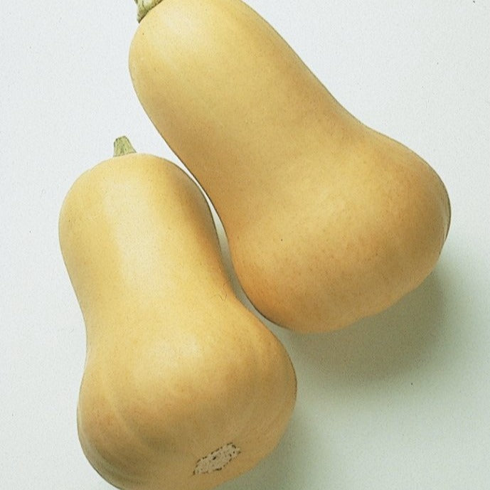 Squash 'Early Butternut'