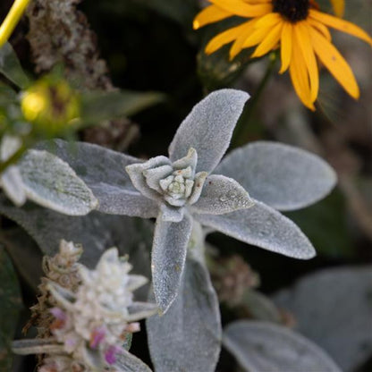 Lamb's Ear