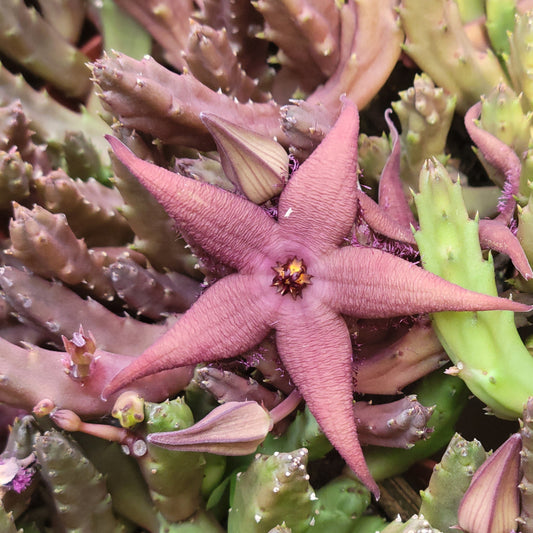 Carrion Flower (Stapelia)