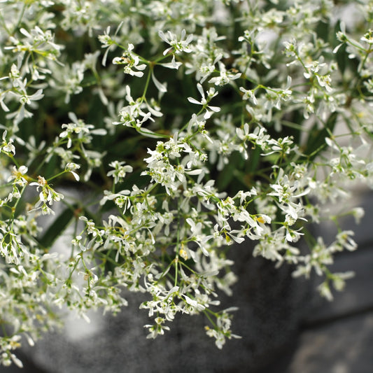 Euphorbia 'StarDust'