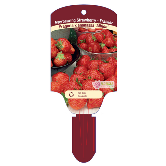 Strawberry 'Albion'