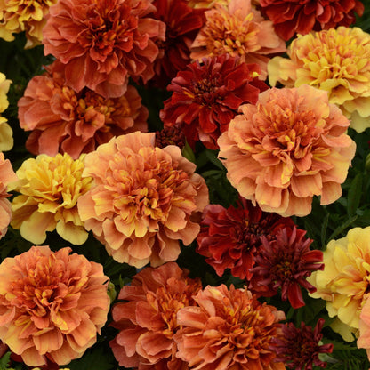 Marigold 'French'