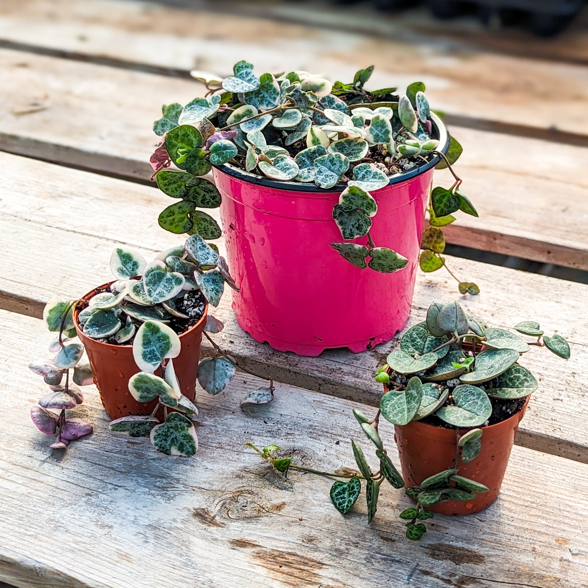 String-of-Hearts