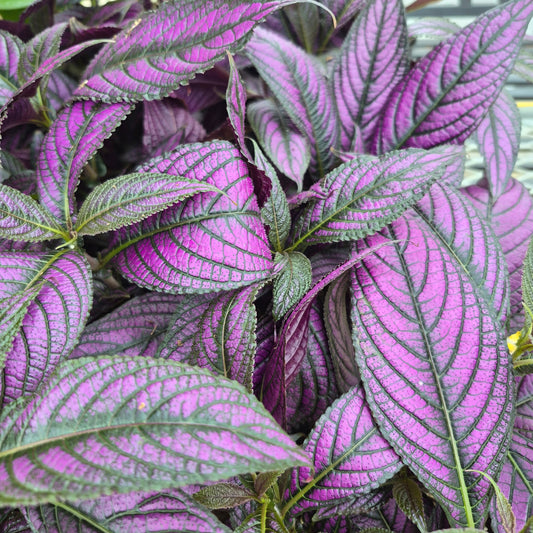 Persian Shield