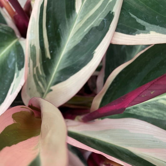 Stromanthe 'Triostar'