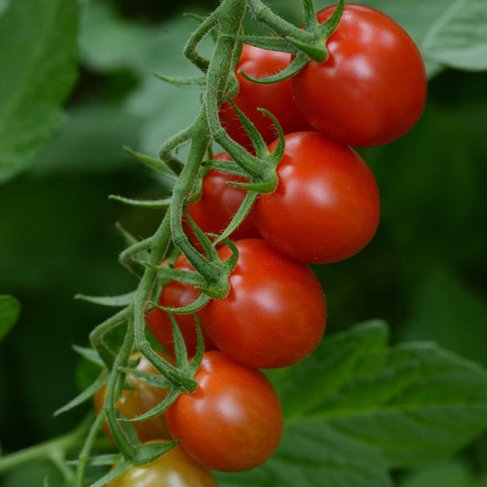 Tomato 'Sugar Rush'