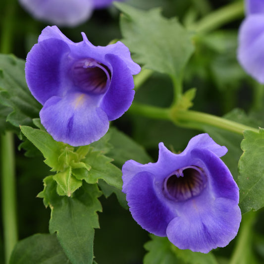Torenia 'Summer Wave Bouquet'