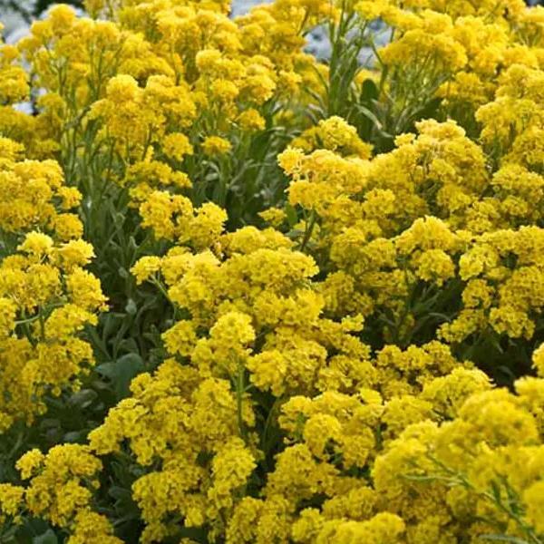 Yellow Alyssum