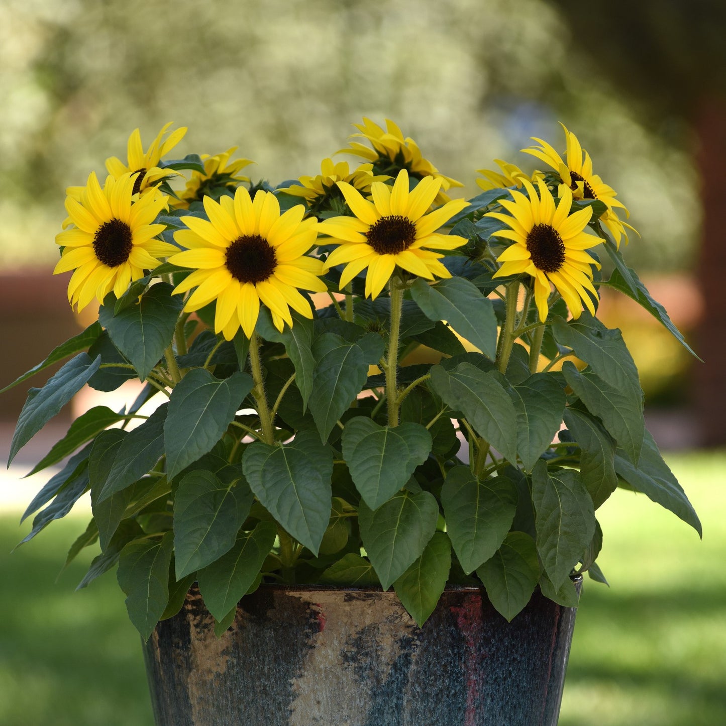 Sunflower