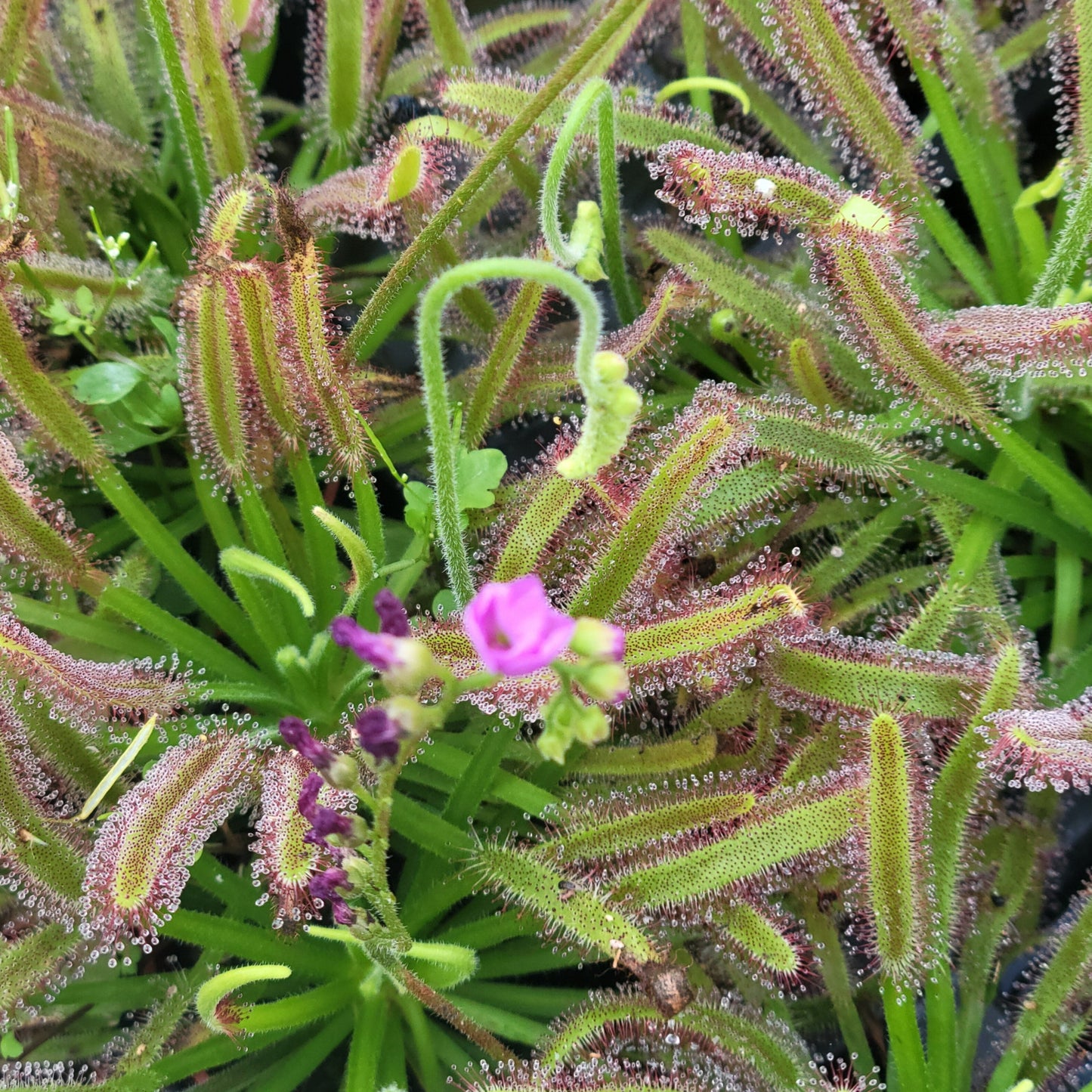 Sundew (Drosera capensis)