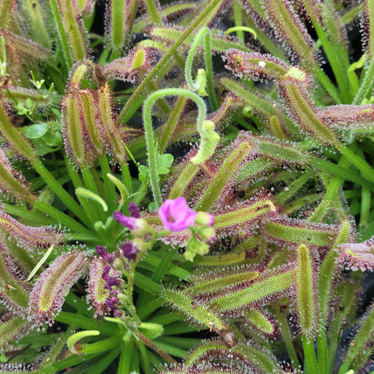 Sundew (Drosera capensis)
