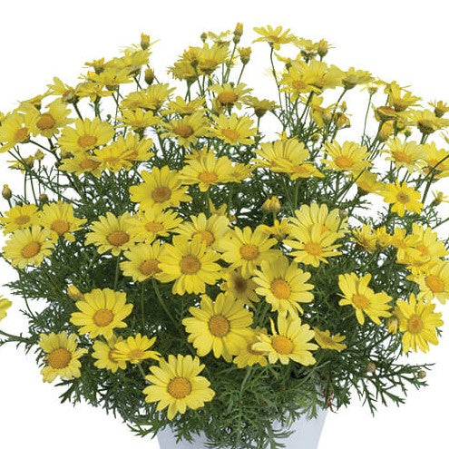 Argyranthemum Marguerite Daisy
