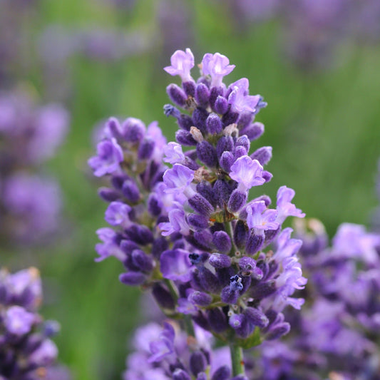 Lavender 'Munstead'