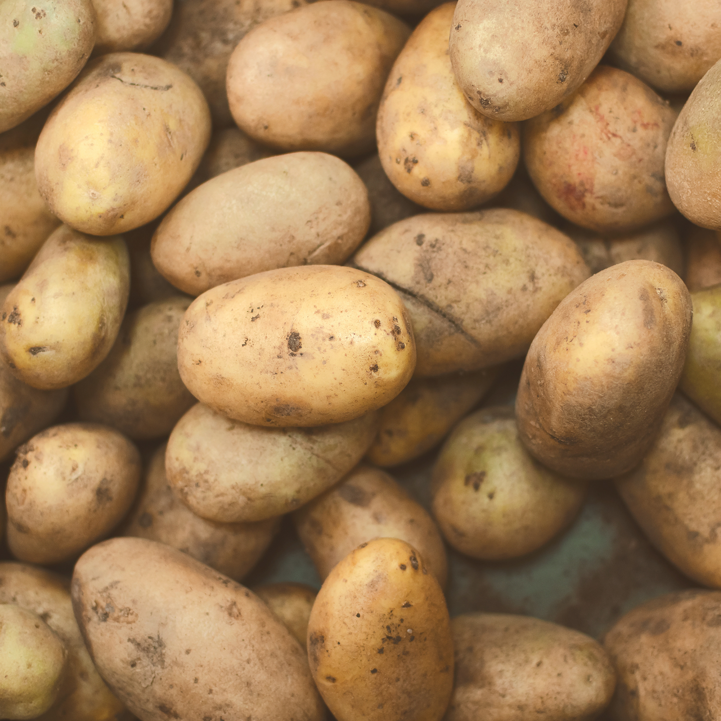 Potatoes Superior Seed