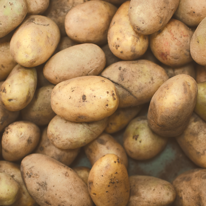 Potatoes Superior Seed