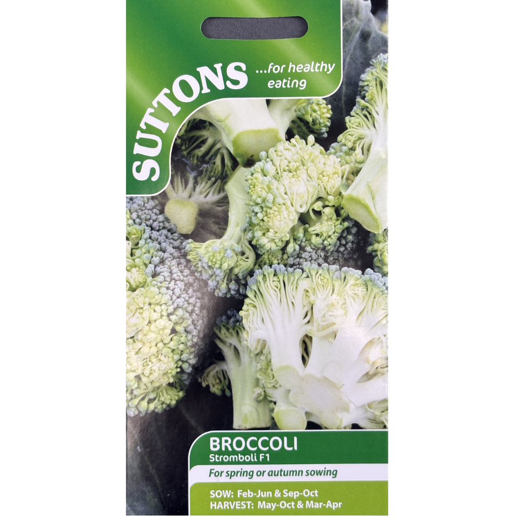 Suttons Seed Broccoli Stromboli F1