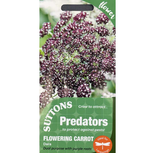 Suttons Seed Predators Flowering Carrot Dara Pkg.