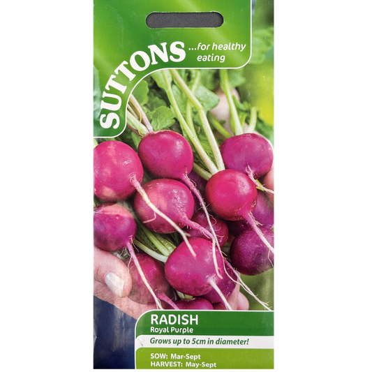 Suttons Seed Radish Royal Purple Pkg.