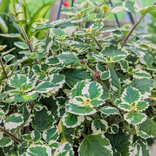 Swedish Ivy