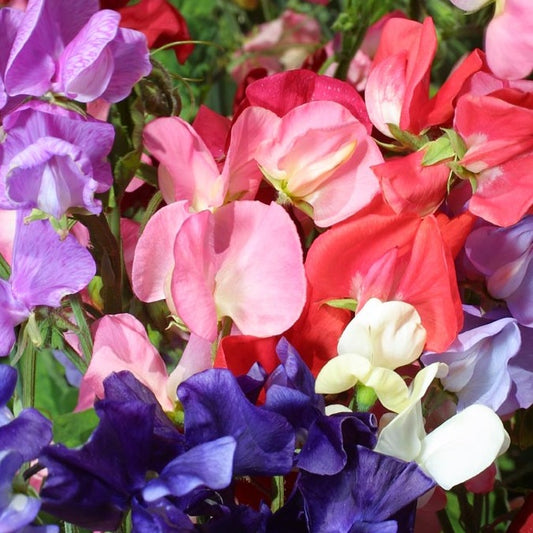 Sweet Pea 'Mammoth'