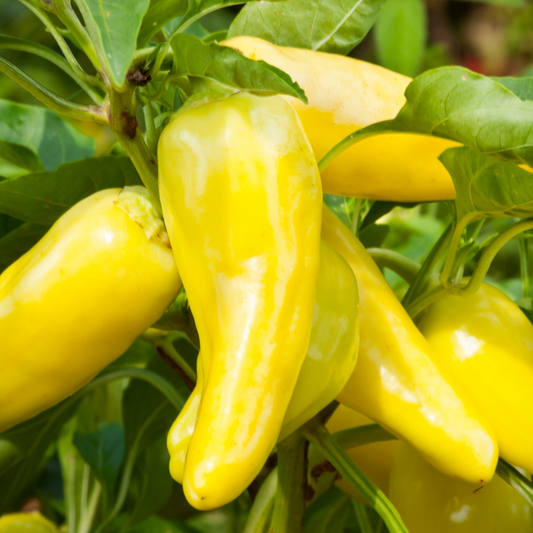 Pepper Sweet 'Banana'