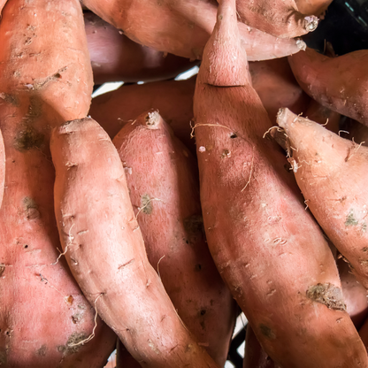 Sweet Potato 'Covington'