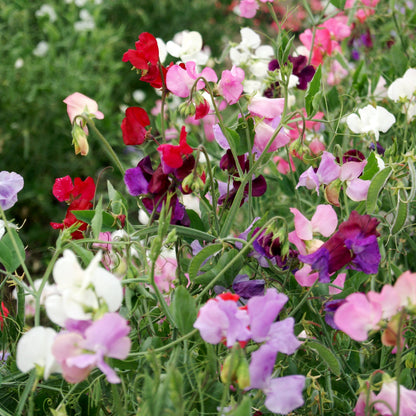 Sweet Pea 'Knee High Mix'